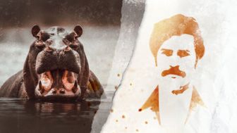 image: Les hippopotames d'Escobar