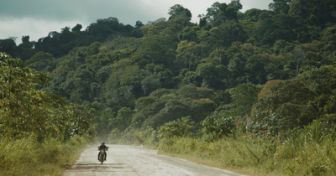 image: Les lisières de la forêt