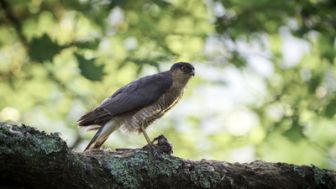 image: Les Pyrénées secrètes