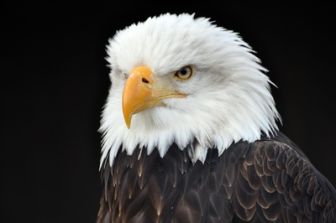 image: Les superpouvoirs des aigles