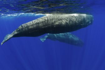 image: Méditerranée, l'odyssée pour la vie