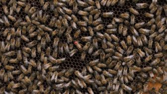 image: Miel : Un «buzziness» florissant