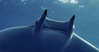 image: Mobula, la légende des diables