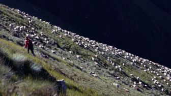 image: Mort de l'ourse Cannelle, la blessure pyrénéenne