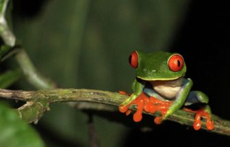 image: Nature, le retour du sauvage