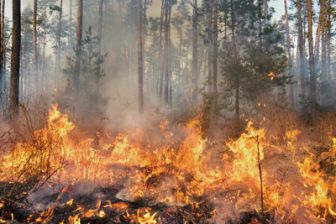 image: Nature meurtrière