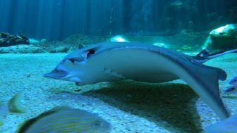 image: Nausicaá, dans les coulisses du plus grand aquarium d'Europe