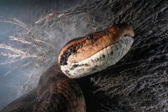 image: Objectif Wild