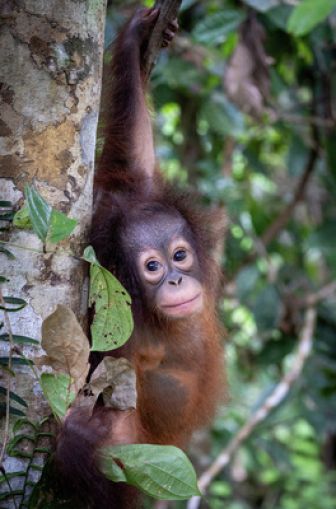 image: Orang-Utans