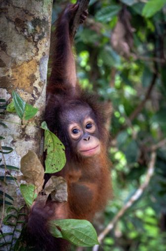 image: Orangs-outans, nos cousins rouges de la forêt