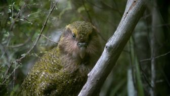 image: Origine native, Deidre et l'oiseau kakapo