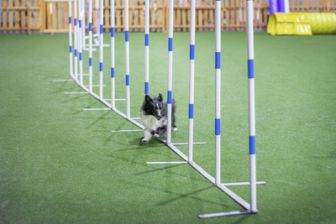 image: The Pet Show