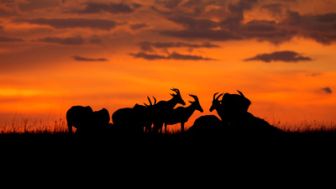 image: Peur sur la savane