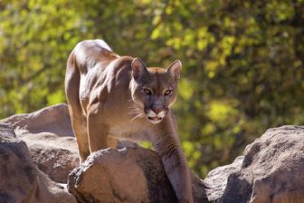 image: Puma ! Une mère exemplaire