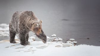 image: Sophie, la grizzly du Yukon
