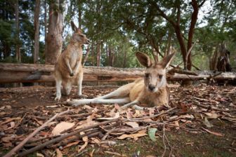 image: SOS faune sauvage - Australie