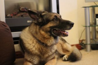 image: Super Dogs
