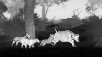 image: Sur la terre des grands félins