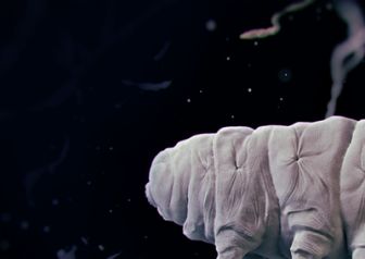 image: Tardigrade, l'animal indestructible