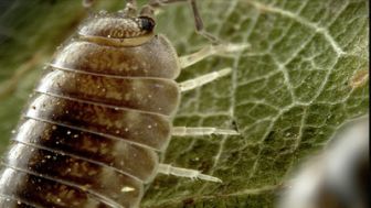 image: Terre, la vie cachée d'une planète