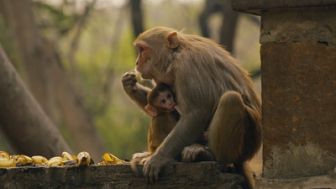 image: Urbana animalis