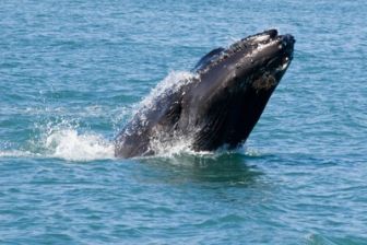 image: Ushuaïa nature