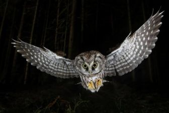 image: Waldtiere bei Nacht - Über Leben im Dunkeln