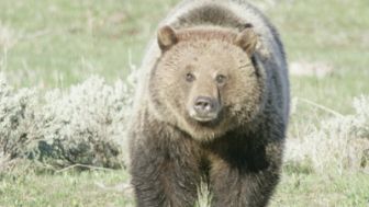 image: Yellowstone : nature extrême