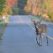 Attention ! Passage d'animaux : quand la faune croise nos routes