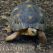 Au nom des tortues
