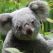 Bear : chien sauveteur de koalas