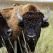 Bison : une histoire de l'Amérique