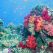 Fascinante Barrière de corail
