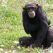 À l'école des chimpanzés