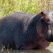 A la rencontre des hippopotames avec Steve Backshall