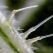 Le génie caché des plantes : supersens
