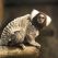 Le Pal : au coeur du zoo le plus insolite de France