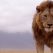 Les survivants ultimes de la nature