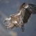Menace sur le vautour