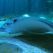 Nausicaá, dans les coulisses du plus grand aquarium d'Europe