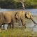 Paul O'Grady : l'aventure des grands éléphants