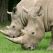 Rhinocéros : l'art d'élever sa famille