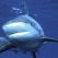 Sur la piste des requins : une exploration océanique