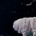 Tardigrade, l'animal indestructible