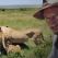 Un homme, des lions